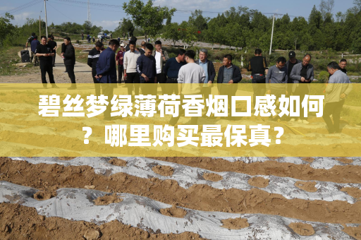 碧丝梦绿薄荷香烟口感如何？哪里购买最保真？