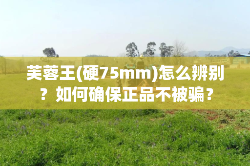 芙蓉王(硬75mm)怎么辨别？如何确保正品不被骗？